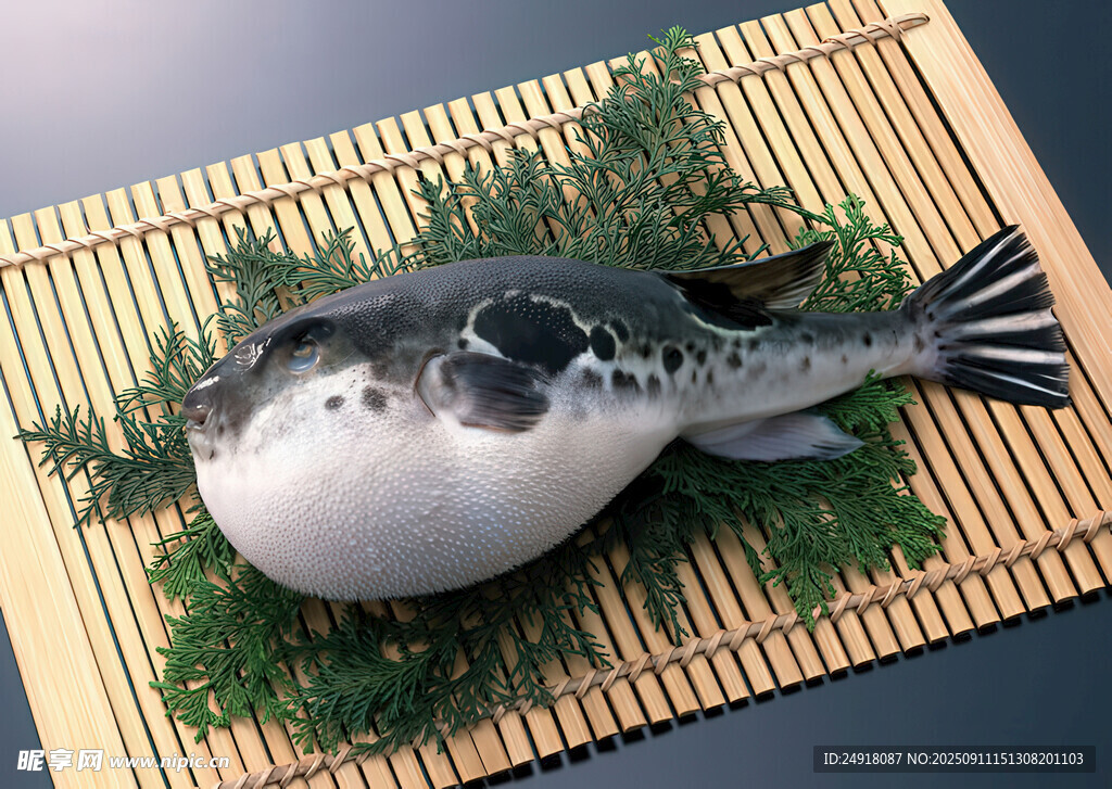 河豚魚 海鮮 水產(chǎn) 生鮮 