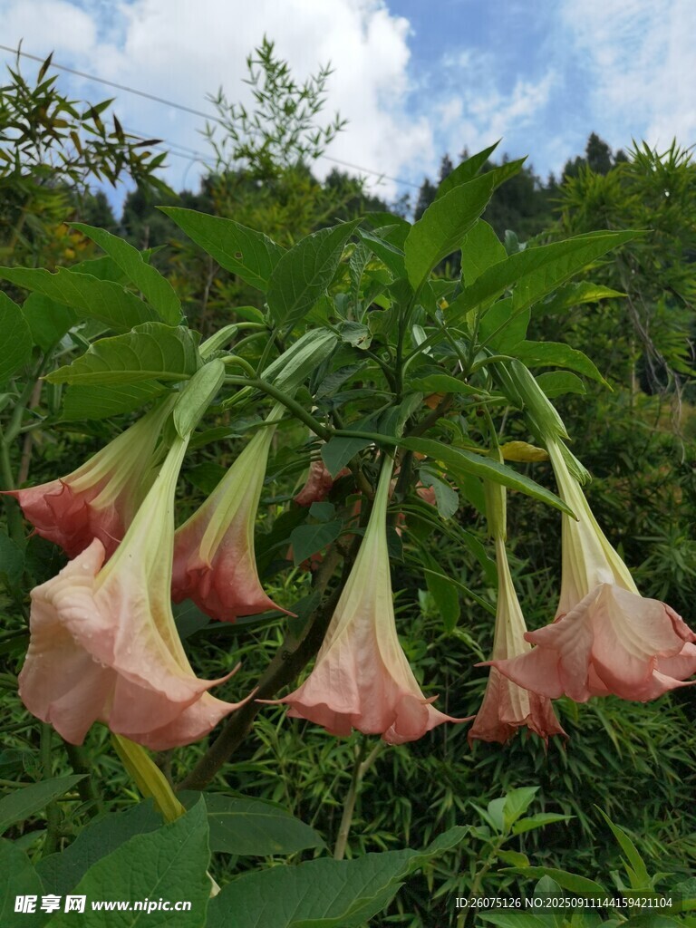 粉色曼陀羅花綻放于綠野