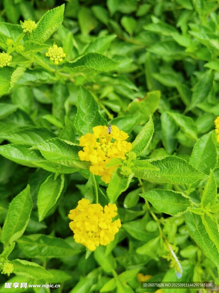綠葉叢中的黃色小花