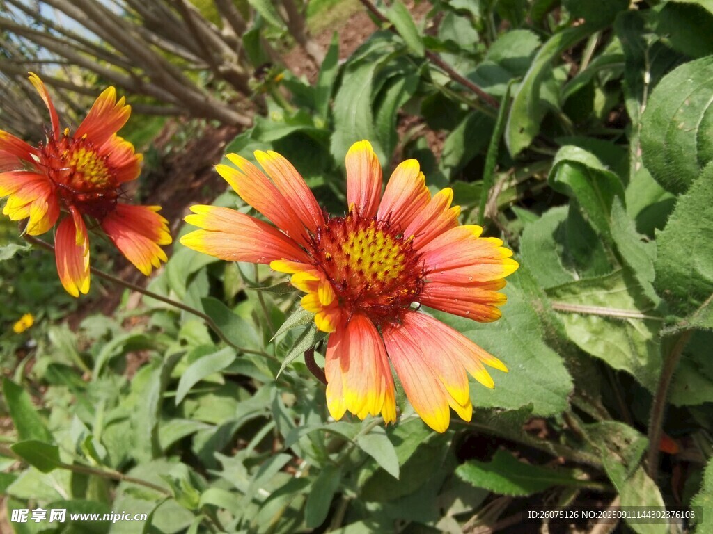 雙色艷麗天人菊綻放