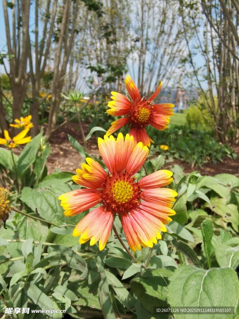 多彩天人菊綻放于綠野