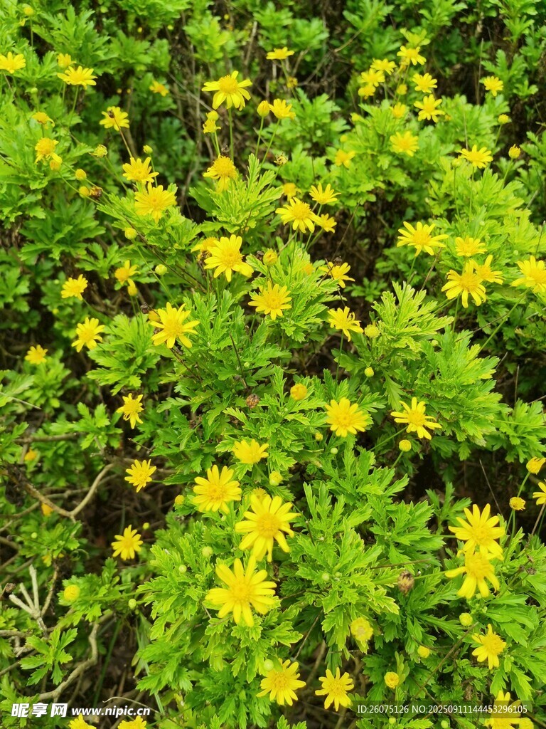 金黃小花簇?fù)淼姆泵G植