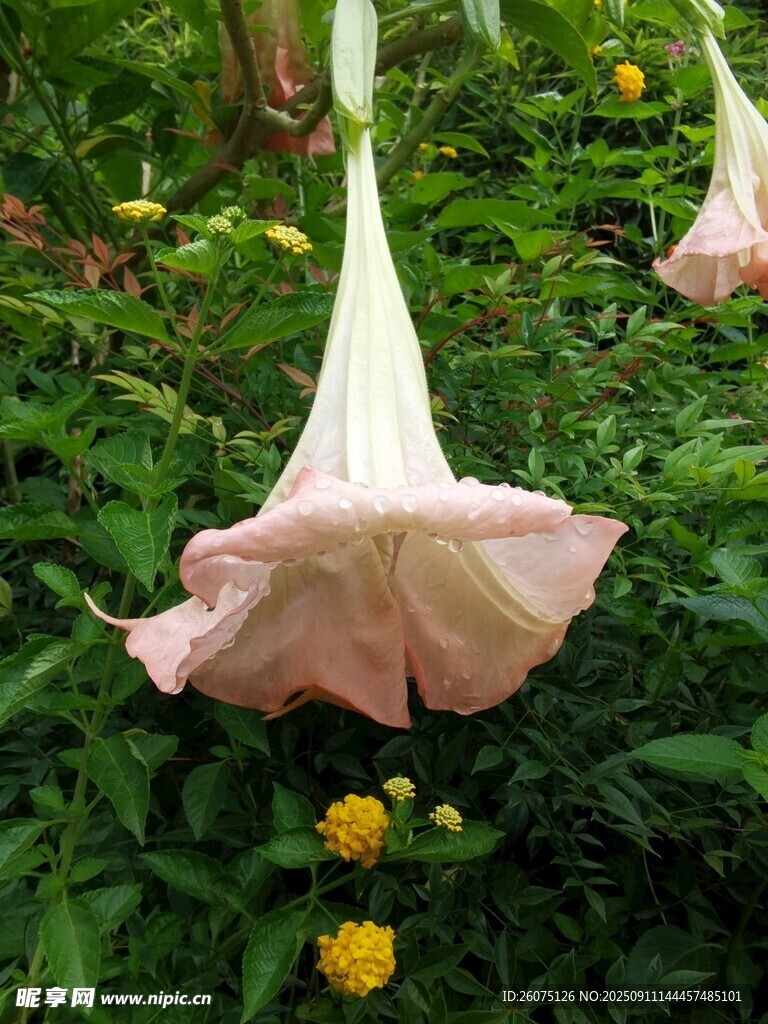 粉色曼陀羅花綻放于草叢