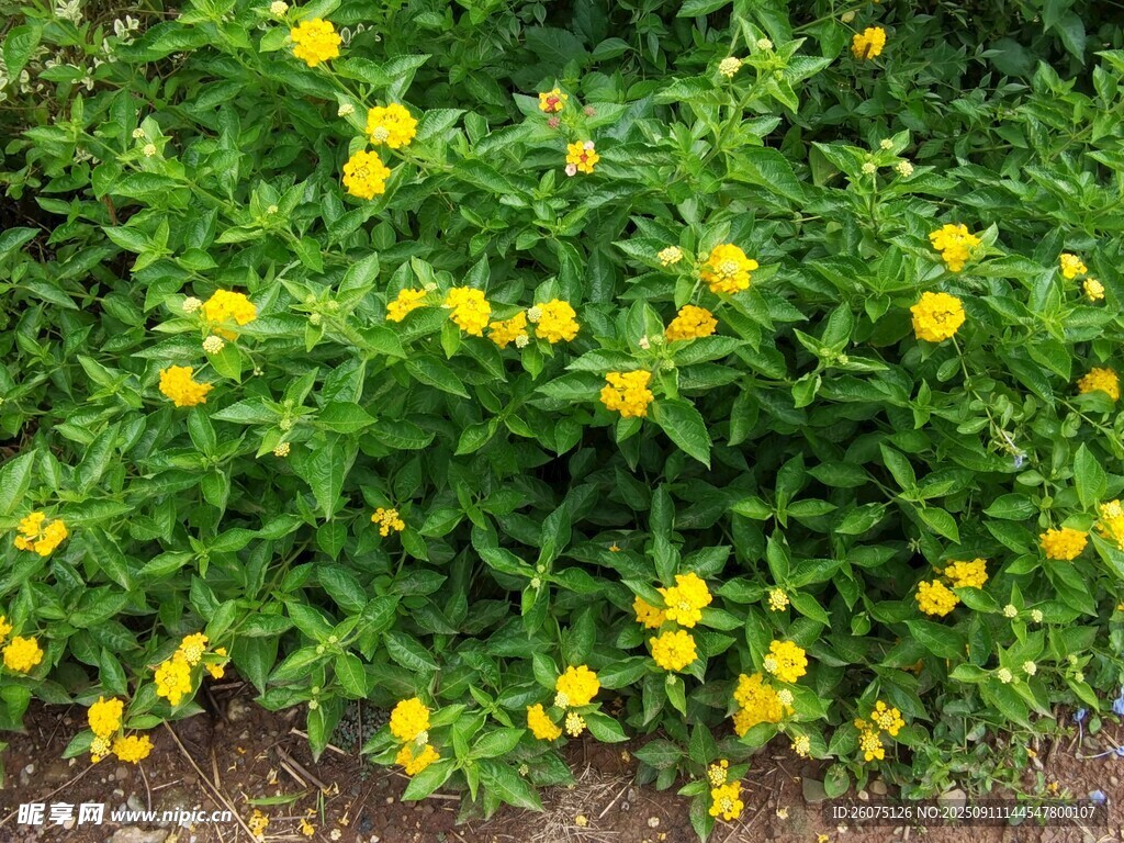 黃色小花綠植景觀