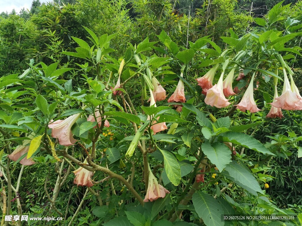 粉色曼陀羅花綻放于林間