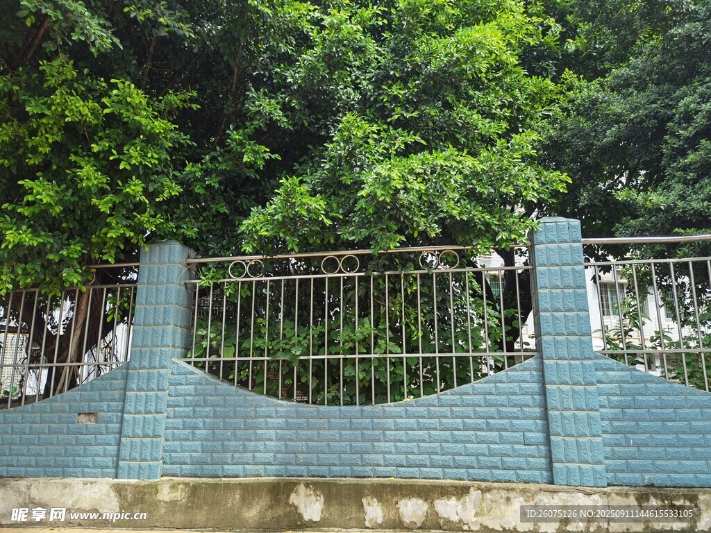 藍(lán)墻鐵欄旁的蔥郁綠樹(shù)