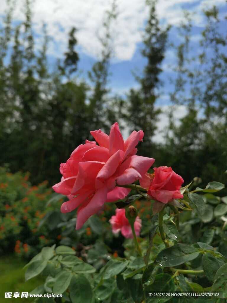 嬌艷綻放的紅玫瑰