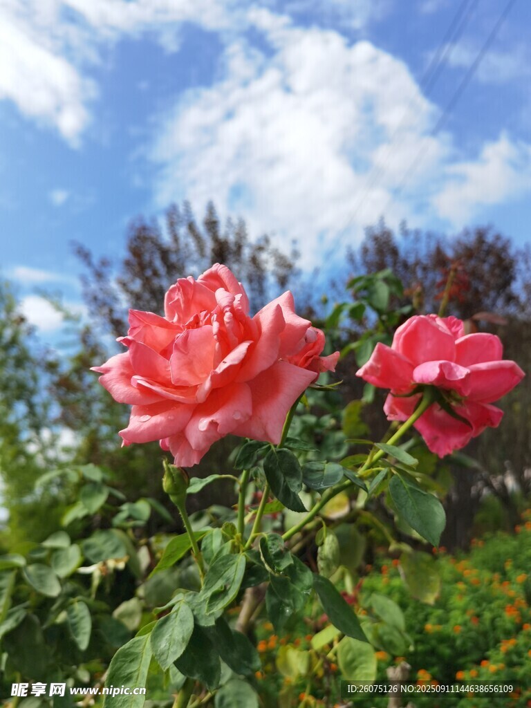 陽光下嬌艷的兩朵紅玫瑰