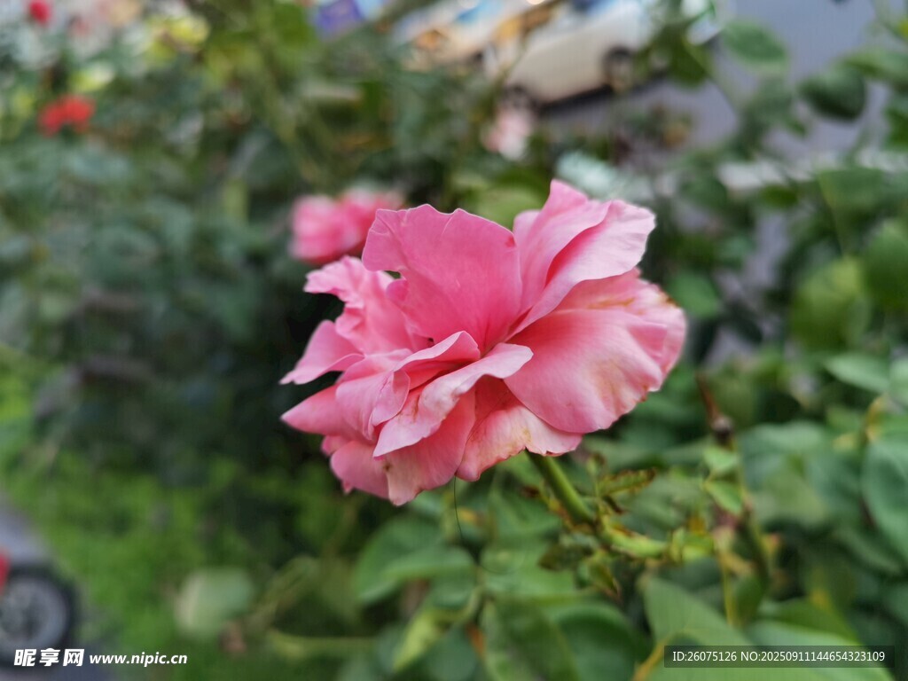 嬌艷粉色木槿花綻放
