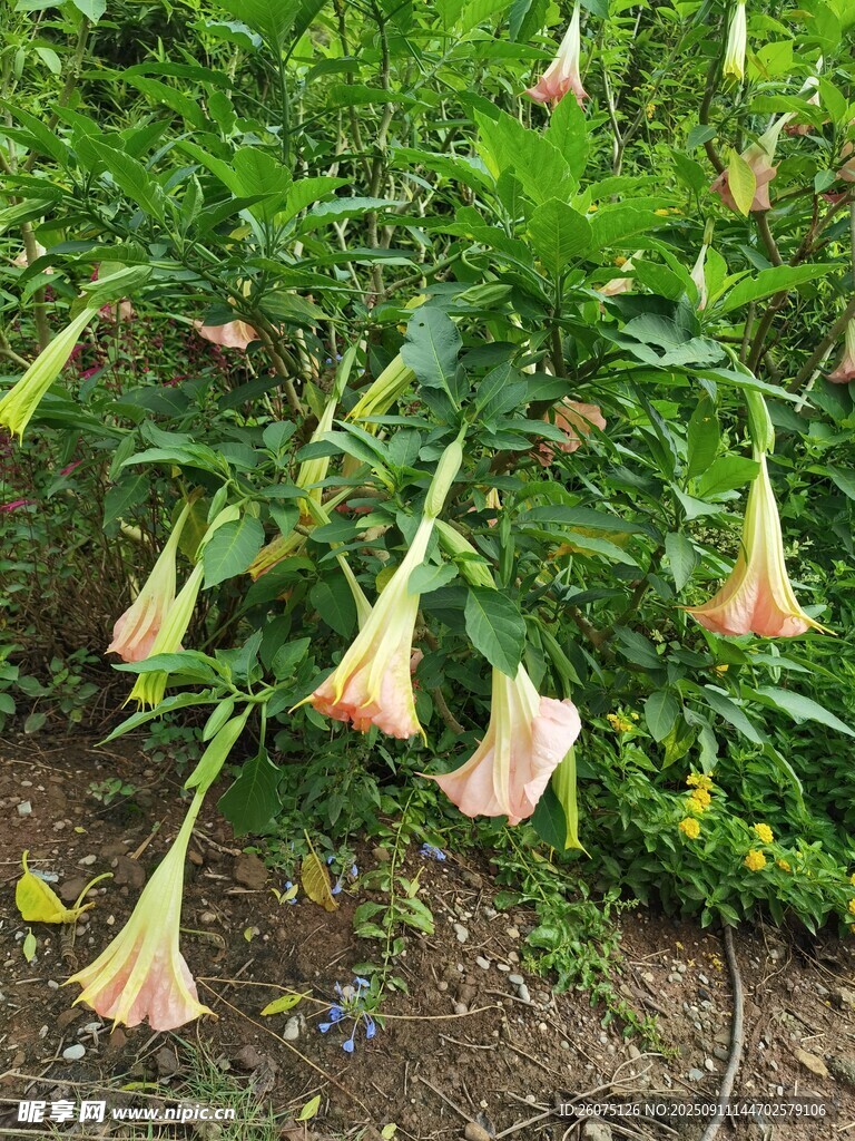曼陀羅花綻放于綠野間