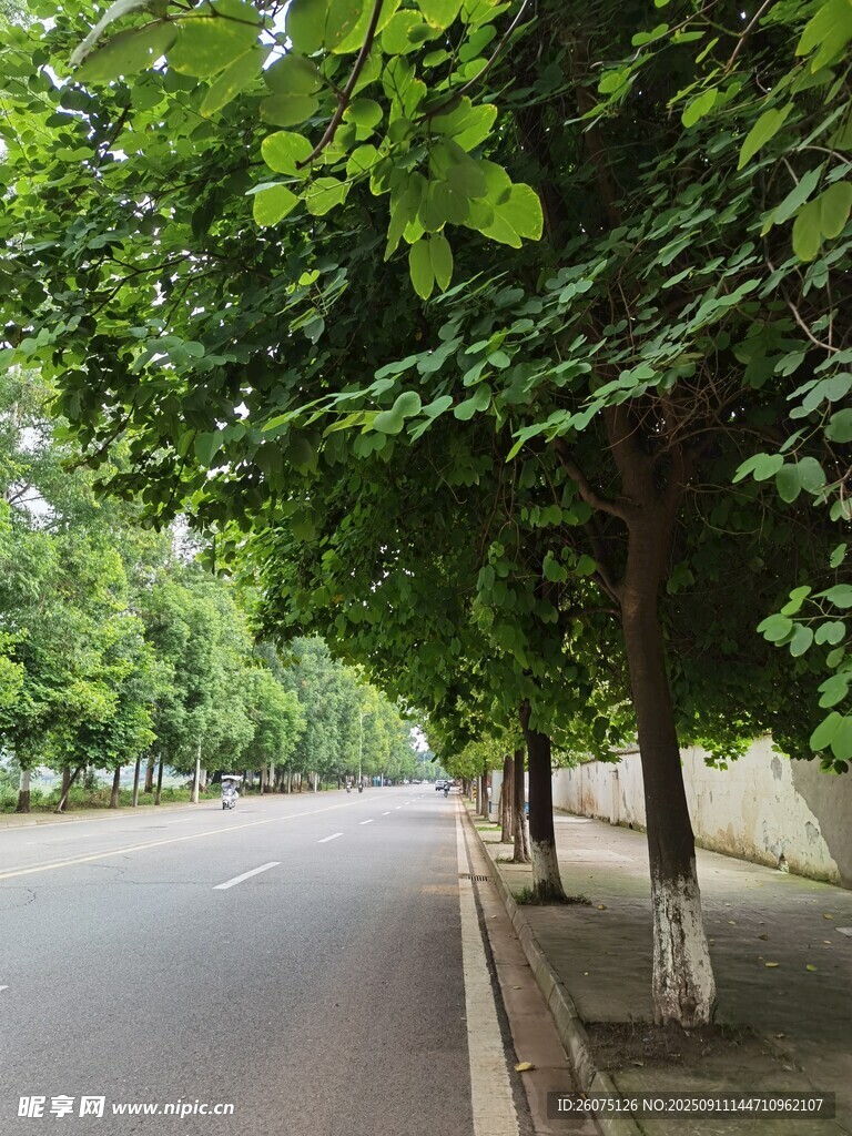 林蔭下的靜謐道路