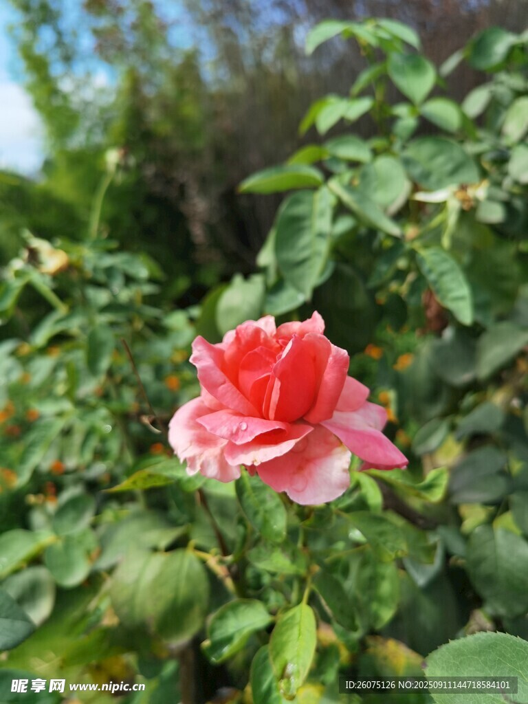 嬌艷綻放的粉色月季花