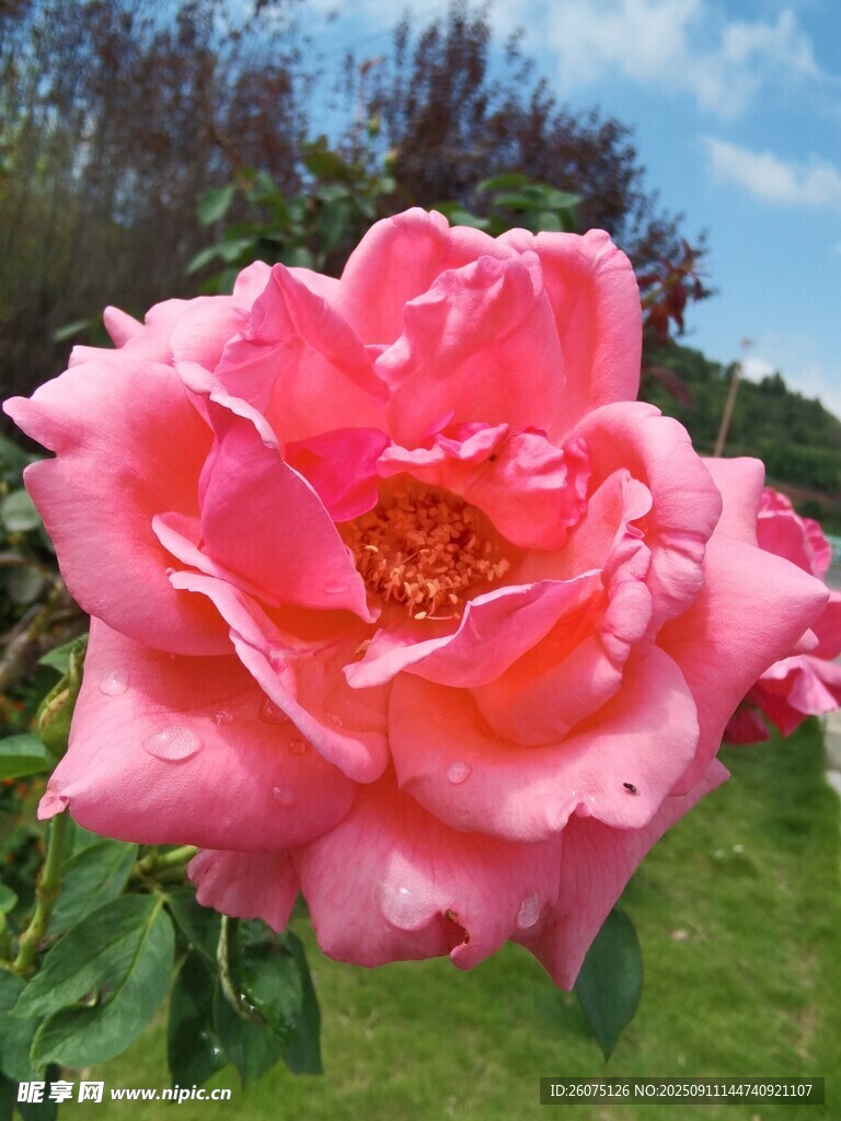 嬌艷粉色月季花綻放