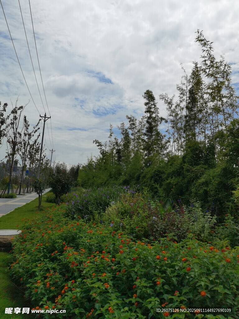 戶外綠植與電線景觀