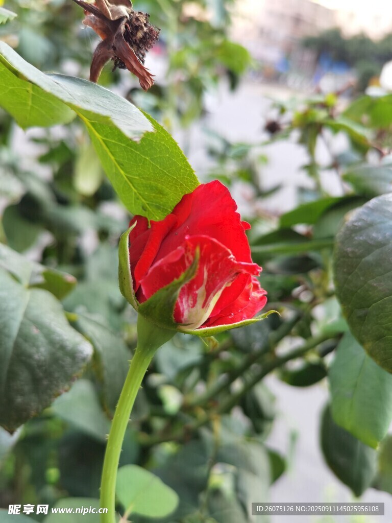 嬌艷紅花朵綠葉相映襯
