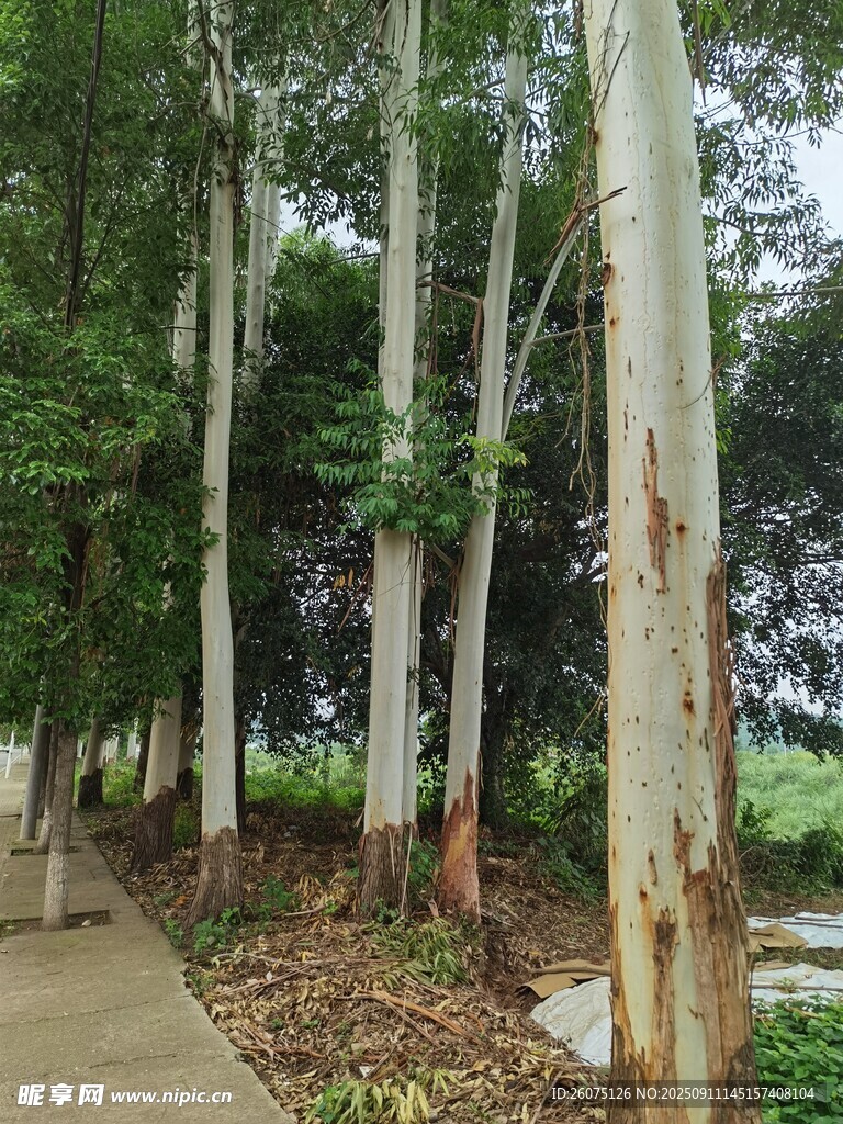 林間小道旁的高大樹木
