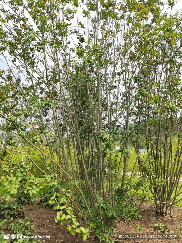 繁茂綠植景觀