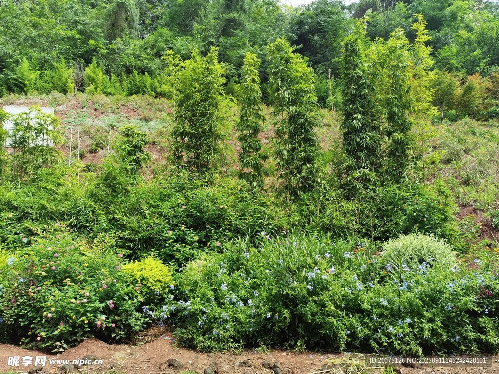 多彩植物構(gòu)成的美麗景觀