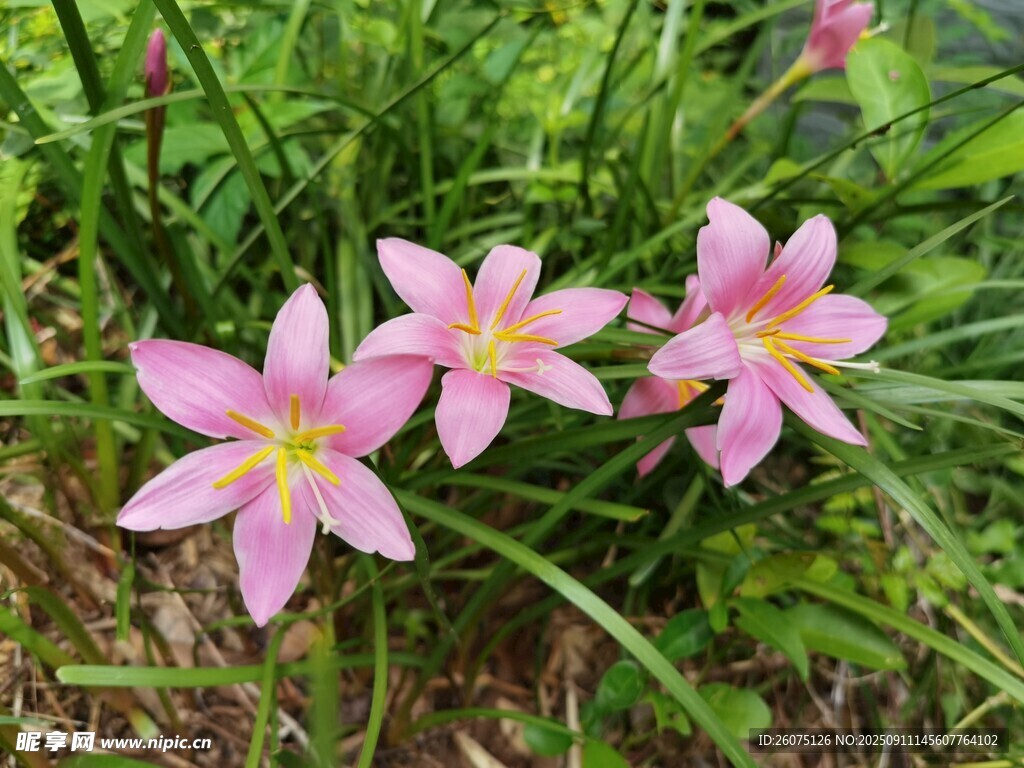 粉色蔥蘭花綻放于草叢