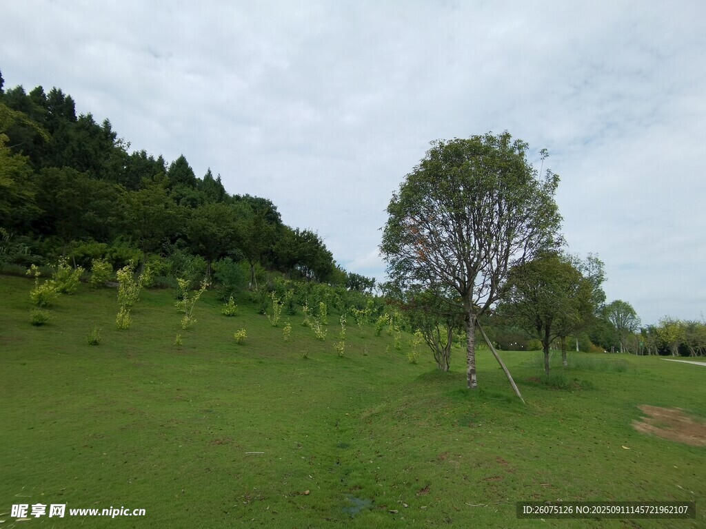 綠意盎然的戶外草地風景