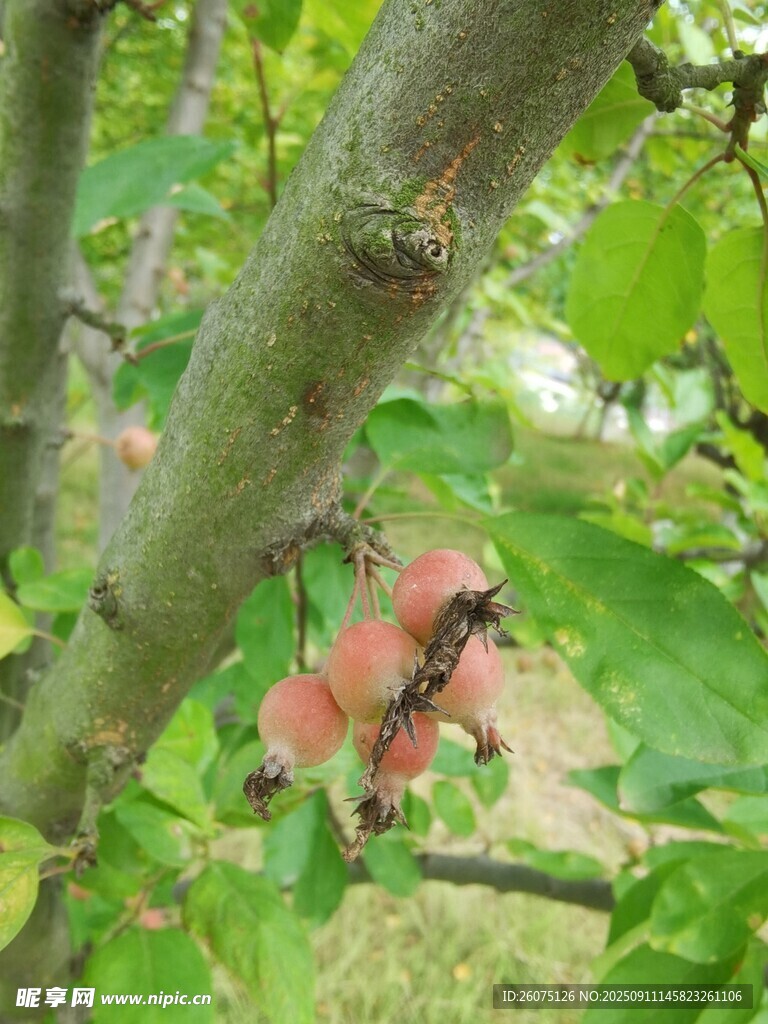 枝頭紅蘋果綠意相伴