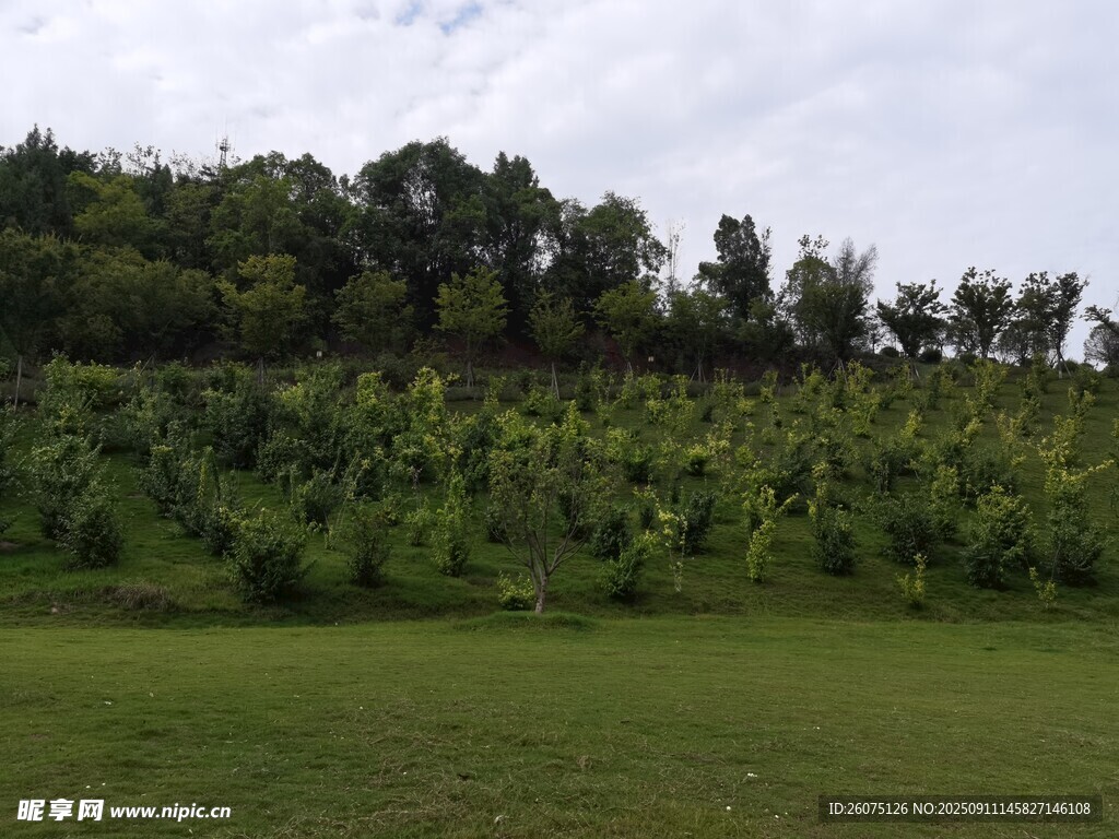 綠意盎然的田野景觀
