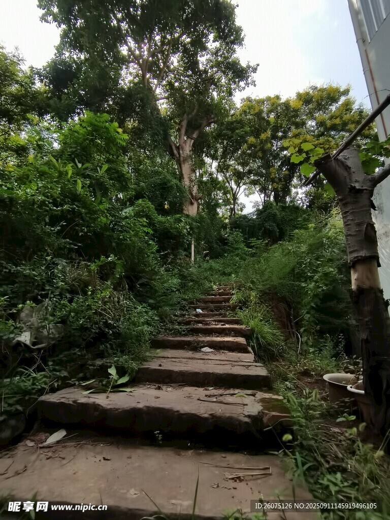林間石階隱于綠意之中