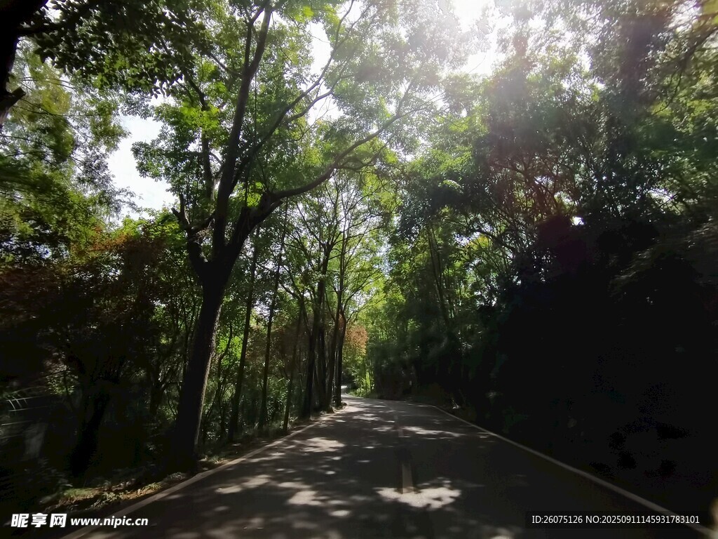 林間陽光灑落的靜謐小道