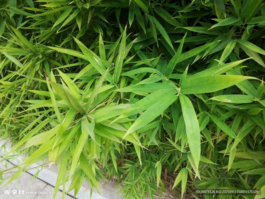 翠綠竹葉特寫