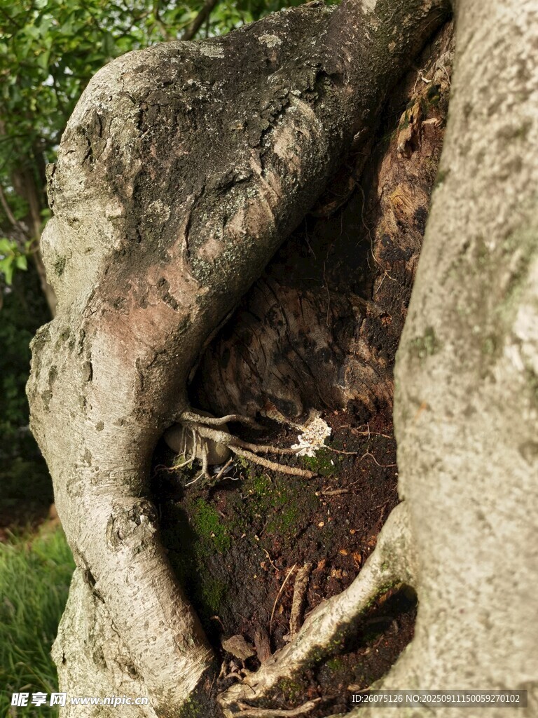 樹洞奇觀根系盤繞的自然美