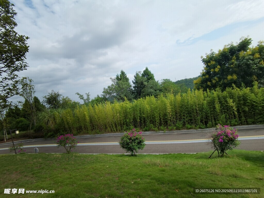 路邊蔥郁綠植景觀