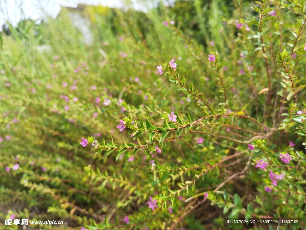 野外繁茂的開花綠植