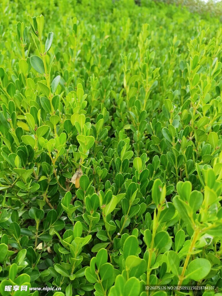 翠綠繁茂的綠植景觀