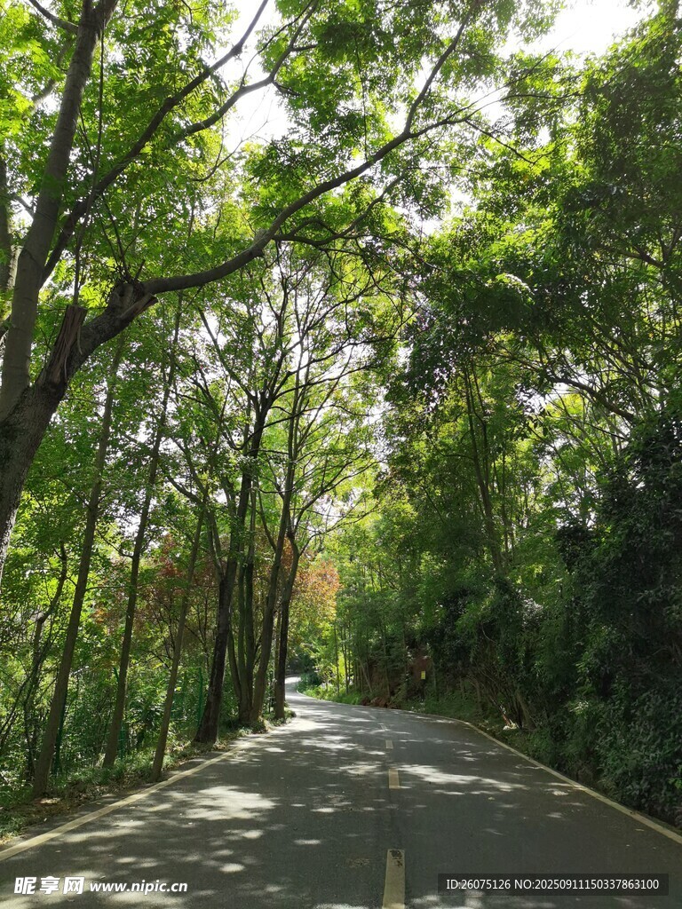 林間幽靜小路