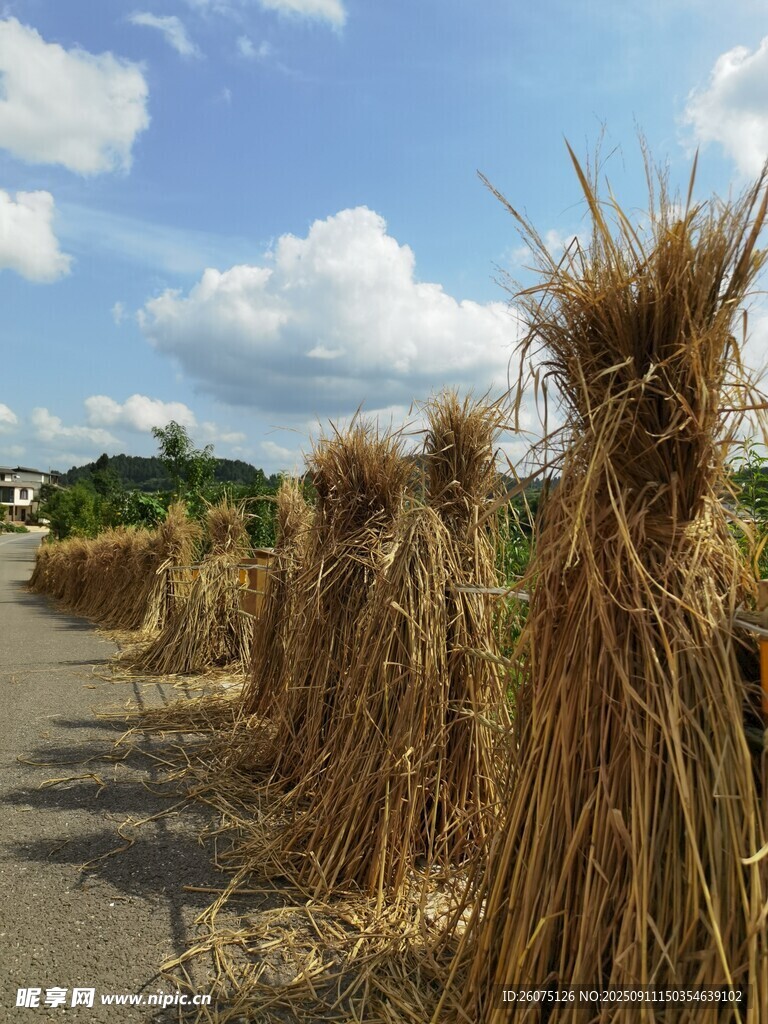 田間稻草堆田園好風(fēng)光