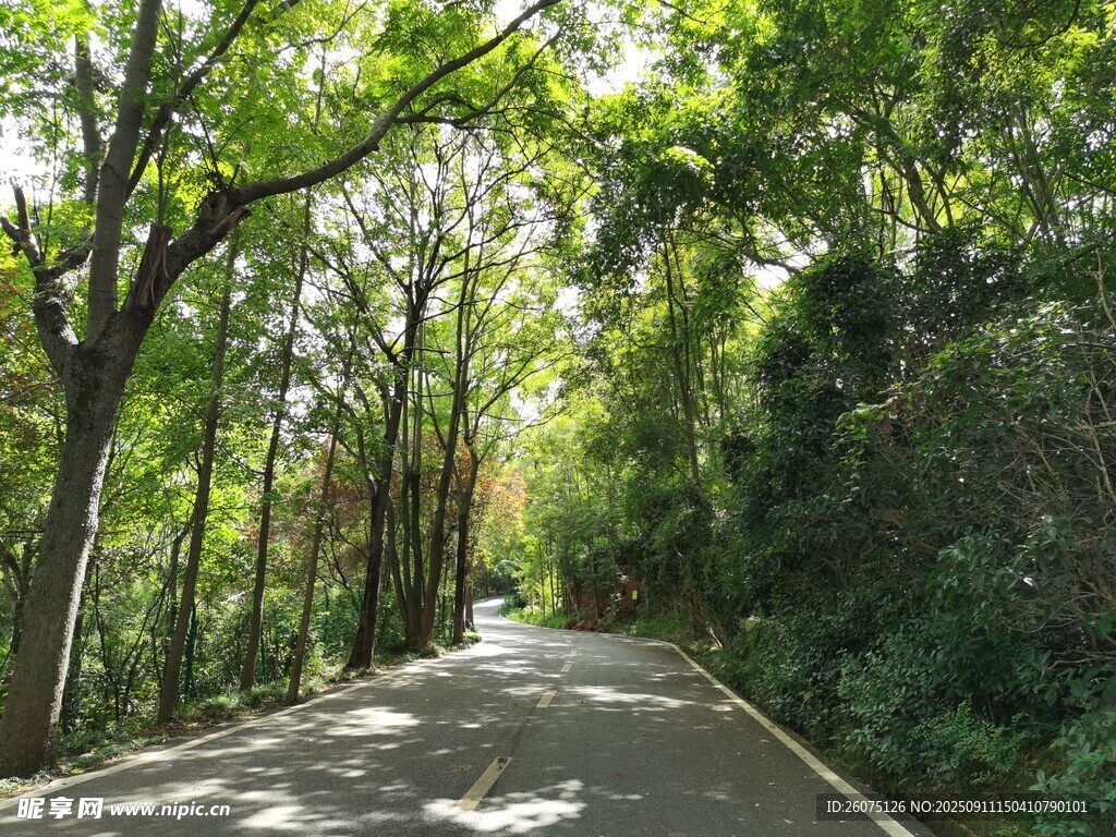 林間幽靜小路