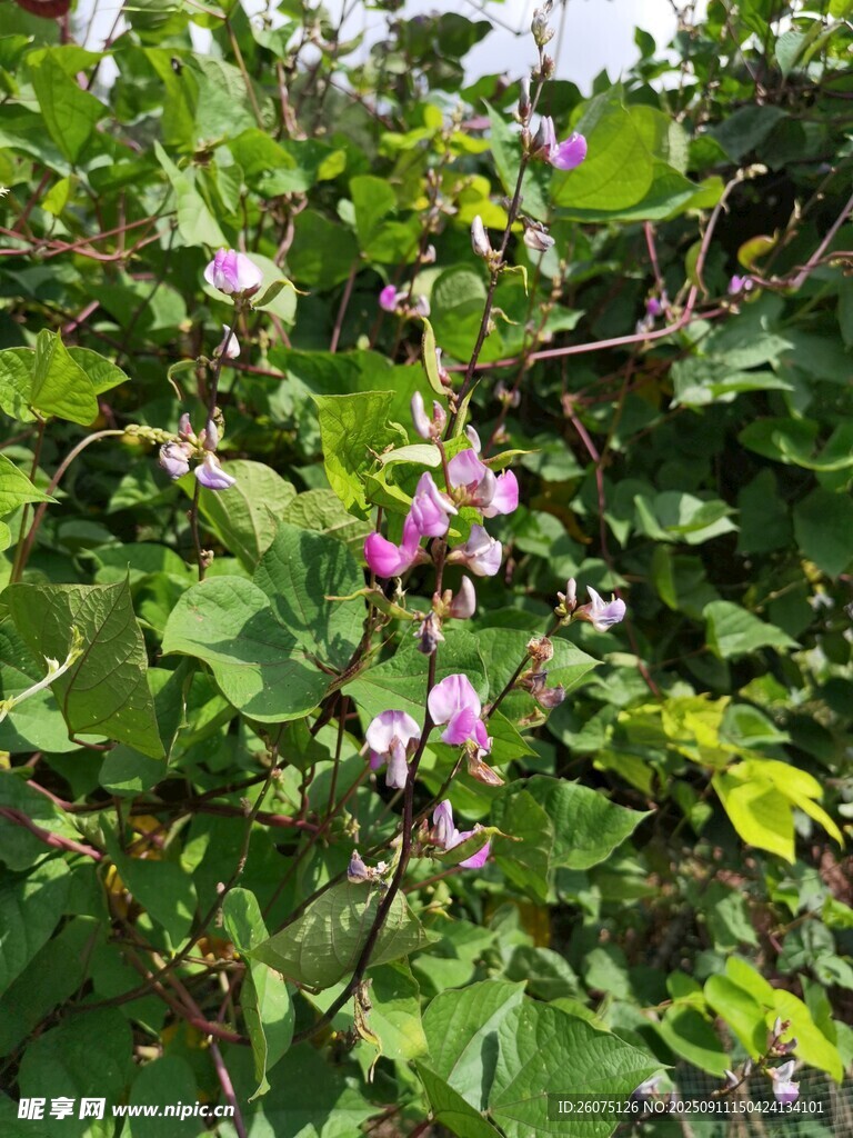 綠葉間綻放的紫色小花