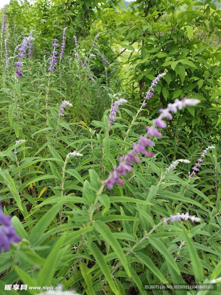 紫色鼠尾草綻放于綠野