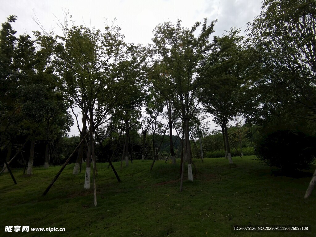 綠意盎然的樹林景觀