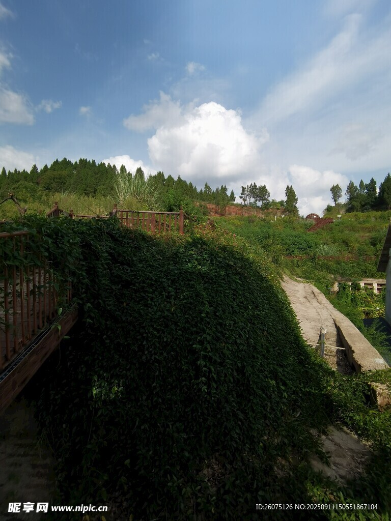 綠意盎然的山坡景觀