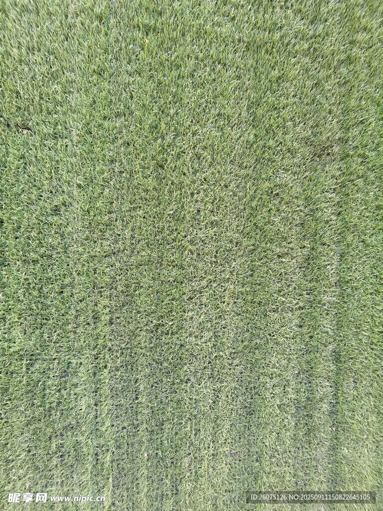 翠綠草地紋理特寫