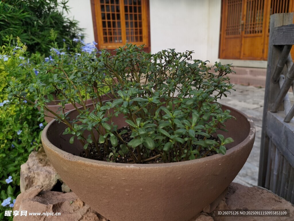 陶盆中的綠植生機(jī)盎然