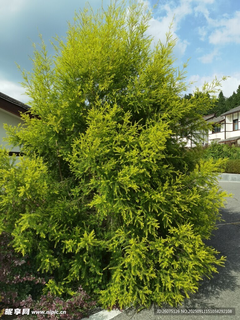 翠綠灌木生機盎然