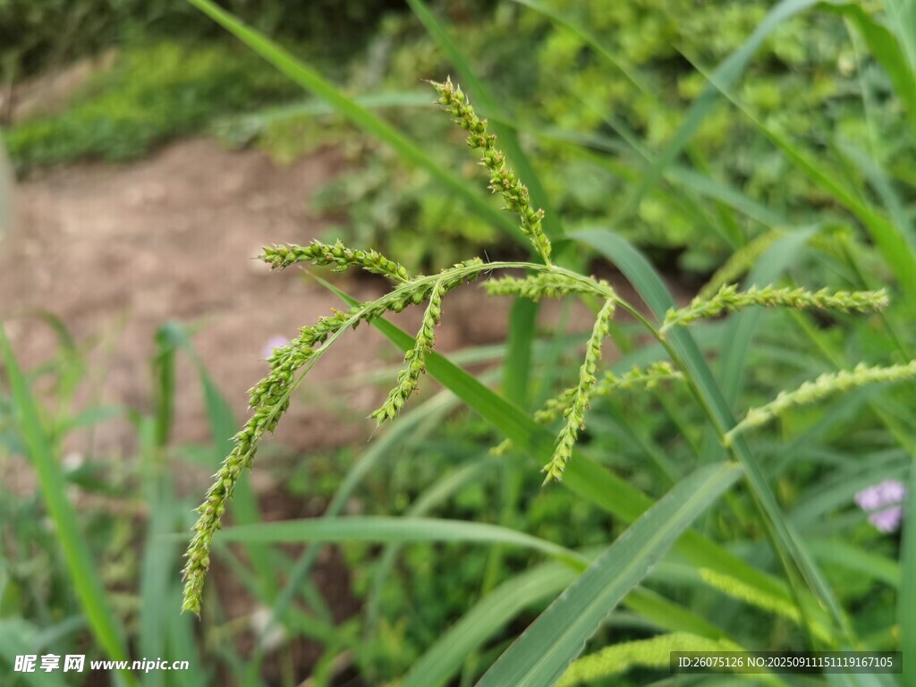 嫩綠野草特寫