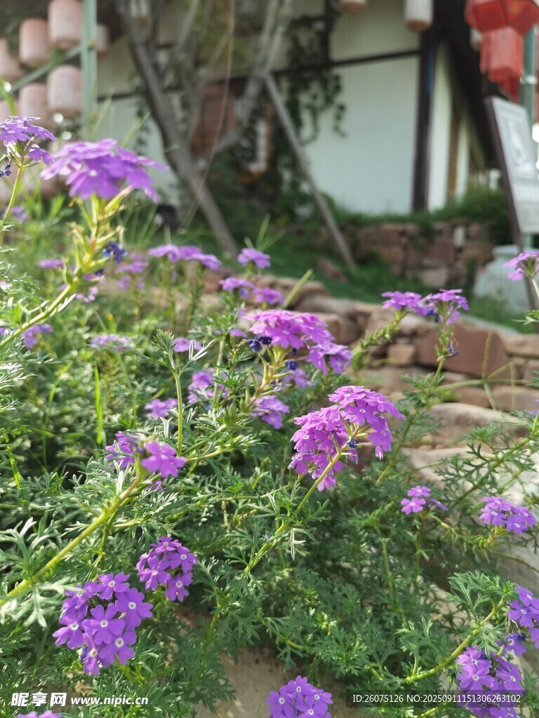 紫色花卉綻放于綠植間