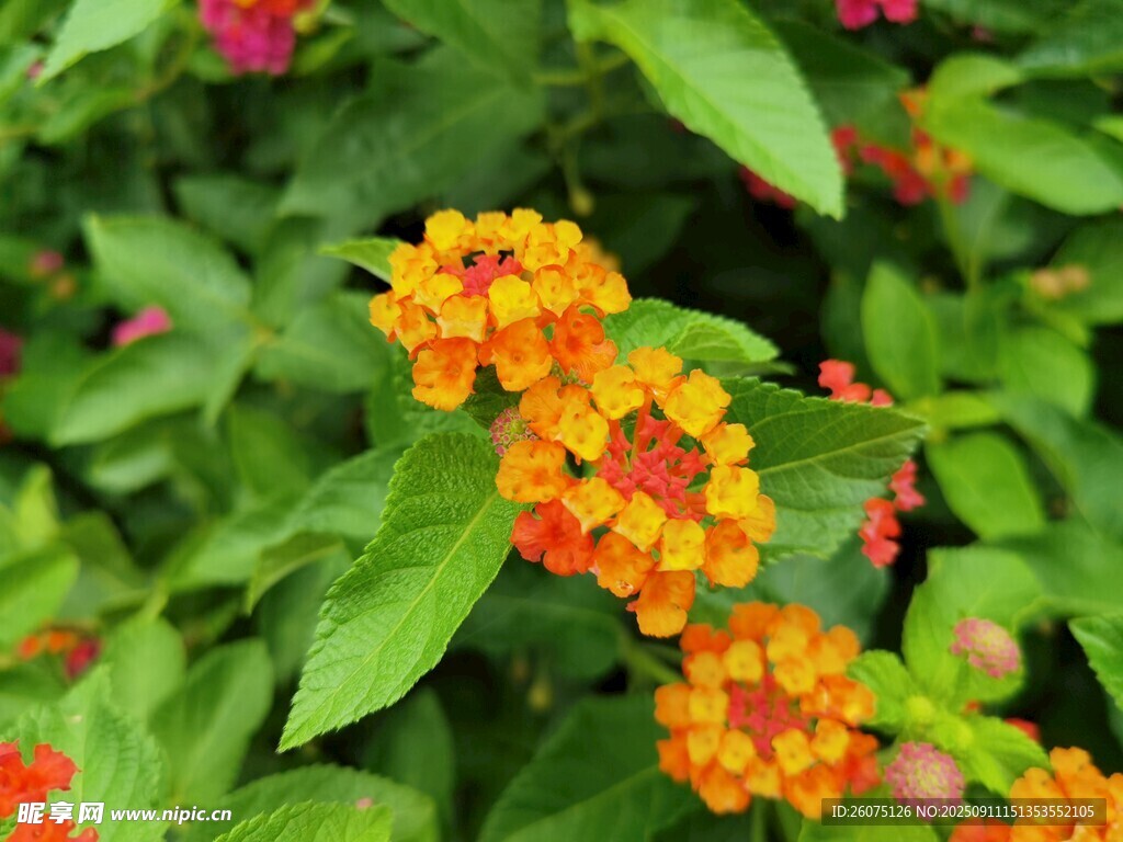 鮮艷多彩馬纓丹花卉特寫