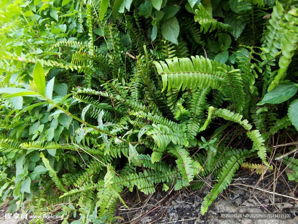 翠綠蕨類植物生機(jī)盎然