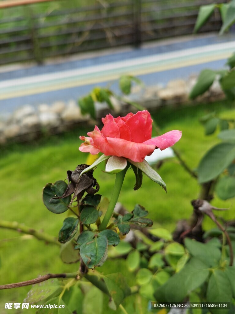 嬌艷綻放的單朵粉色月季花