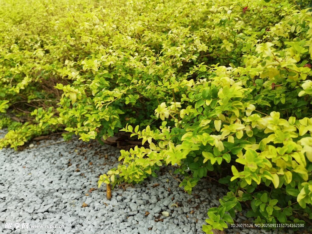 路邊翠綠繁茂的低矮植物
