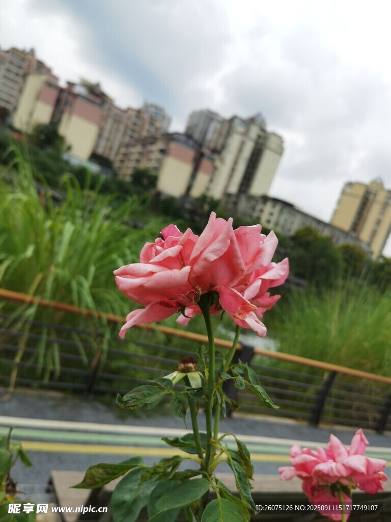 城市旁綻放的嬌艷粉玫瑰